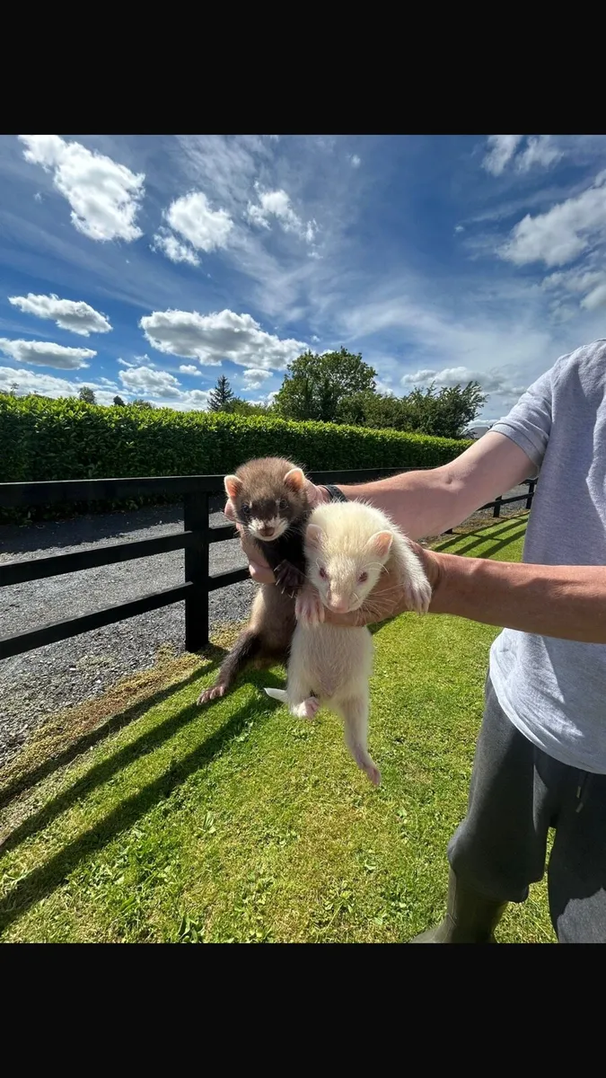 Ferret kits - Image 2