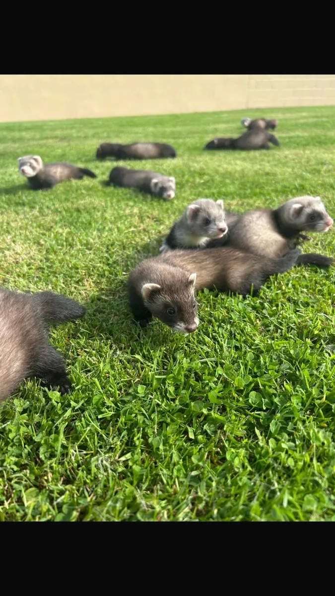 Ferret kits - Image 1