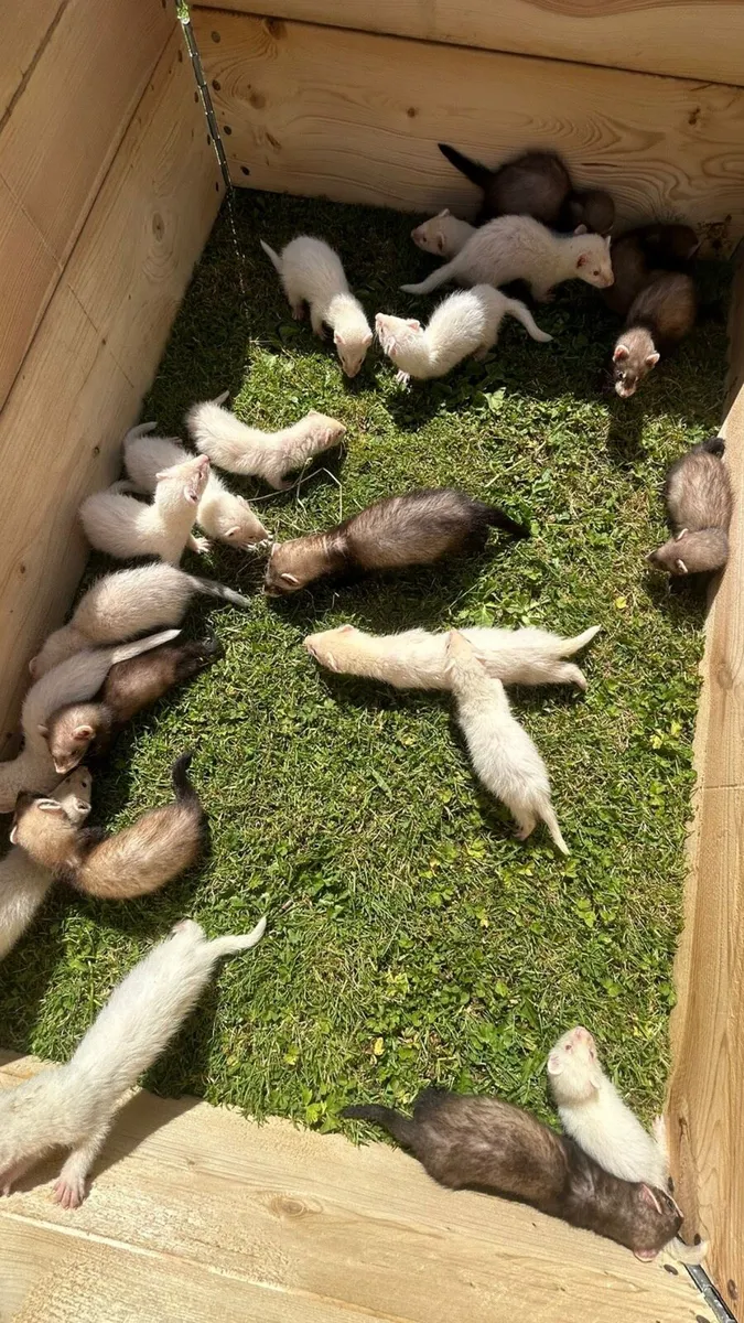 Ferret kits - Image 3