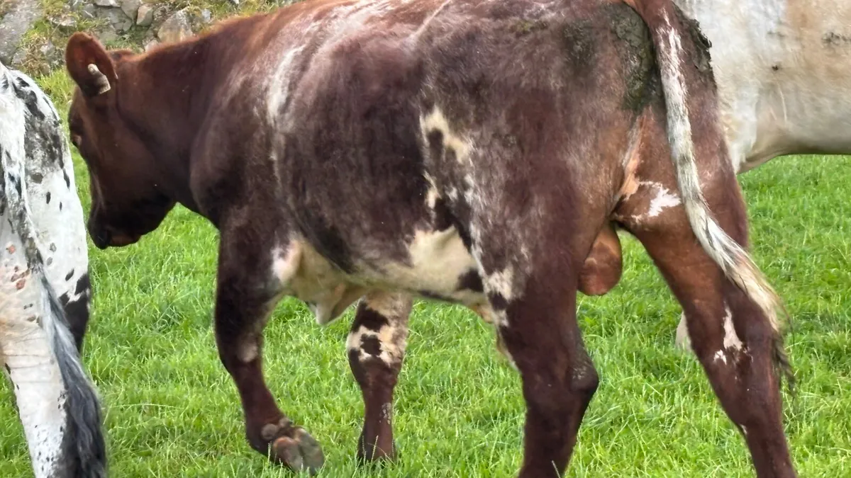 Shorthorn Breeding Bull - Image 2