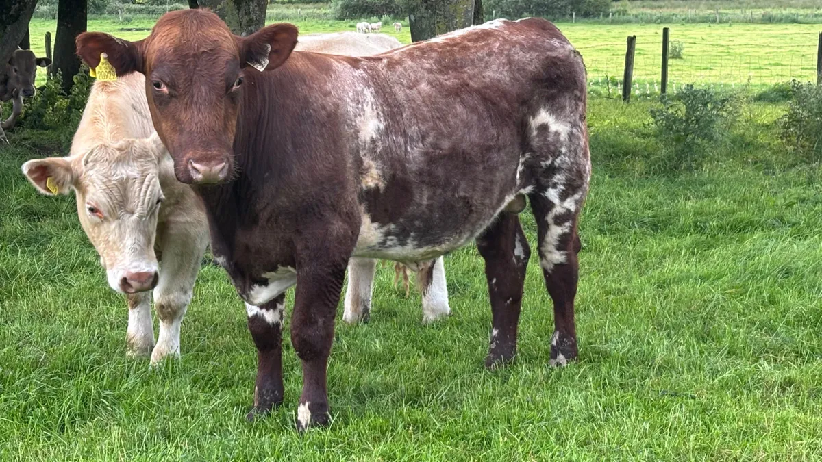 Shorthorn Breeding Bull - Image 4