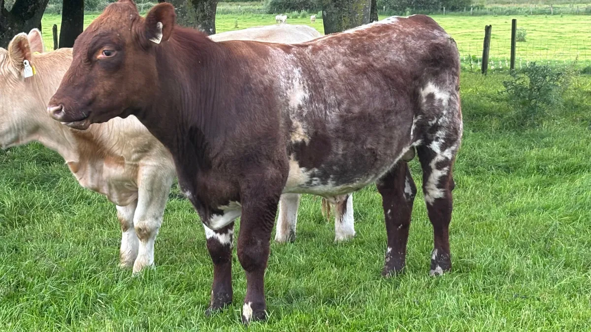 Shorthorn Breeding Bull - Image 3
