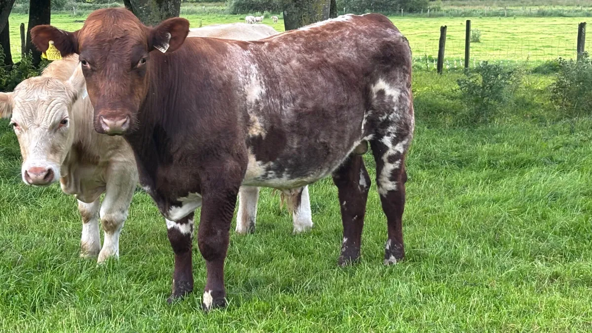Shorthorn Breeding Bull - Image 1