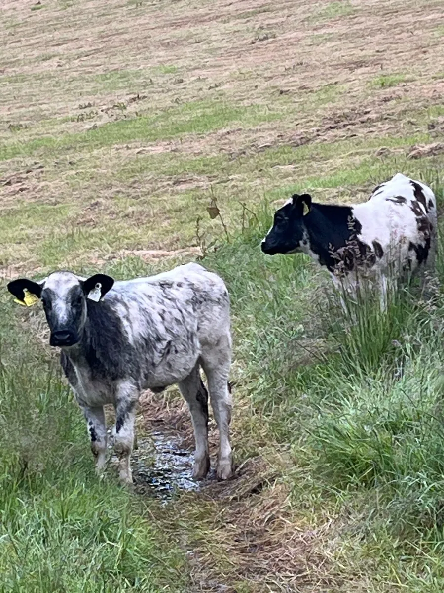 Heifers - Image 1
