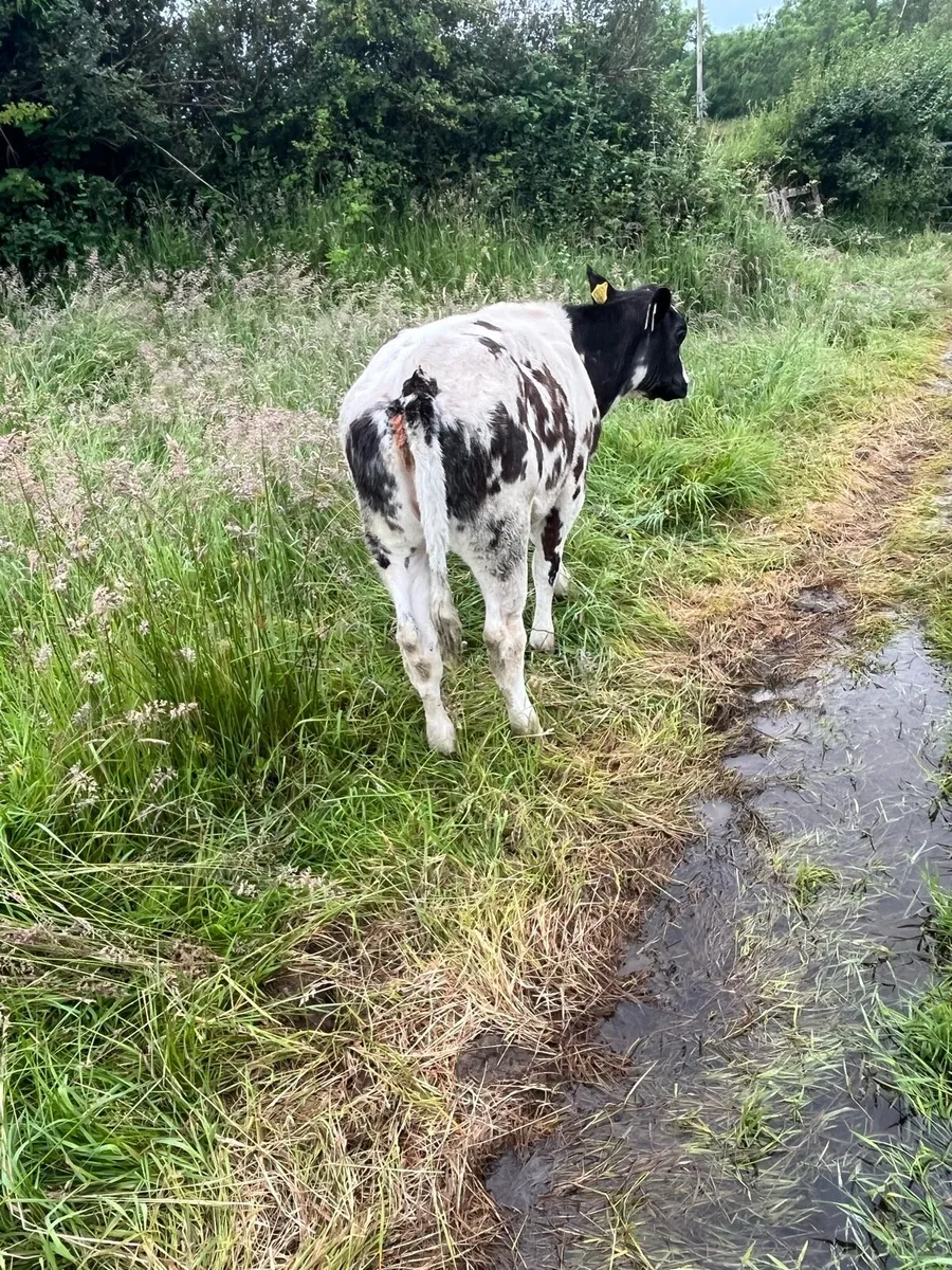 Heifers - Image 3