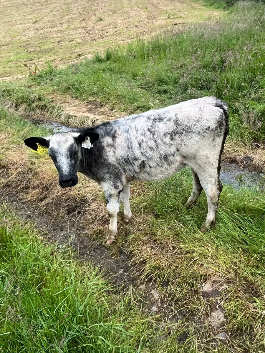 Heifers - Image 4