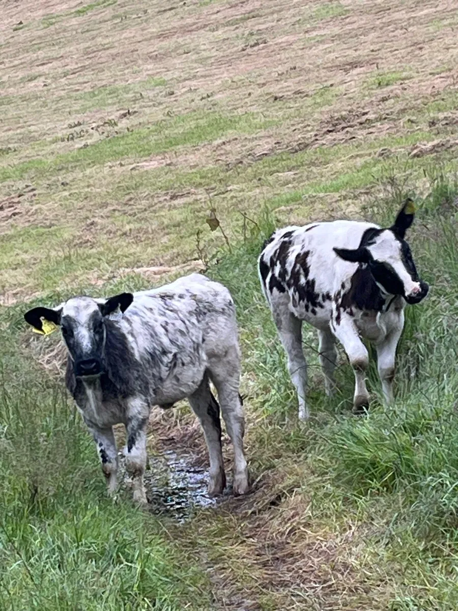 Heifers - Image 2