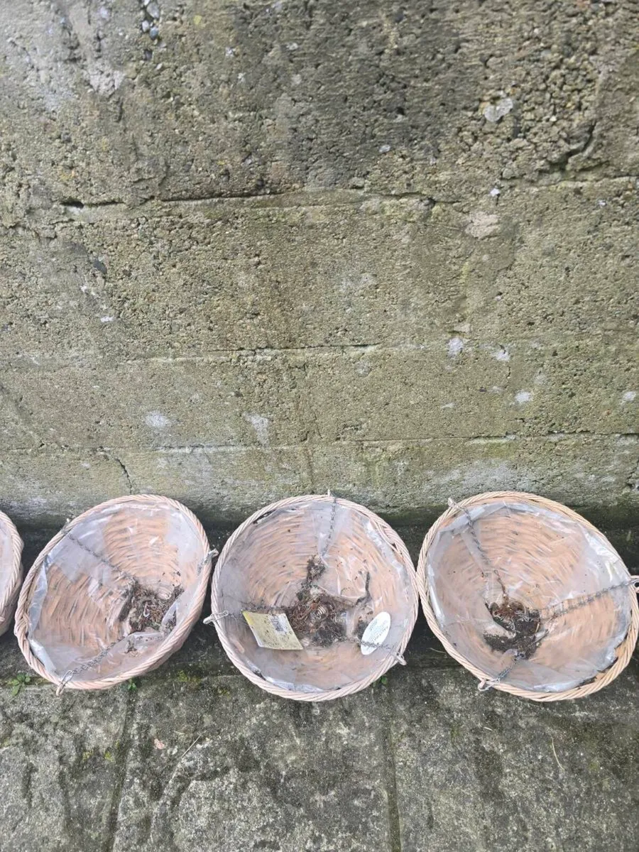 Hanging baskets - Image 1