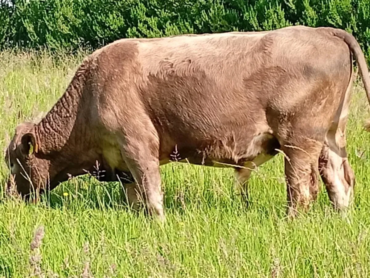 Bulls - Image 1