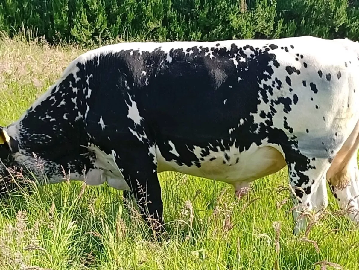 Bulls - Image 2