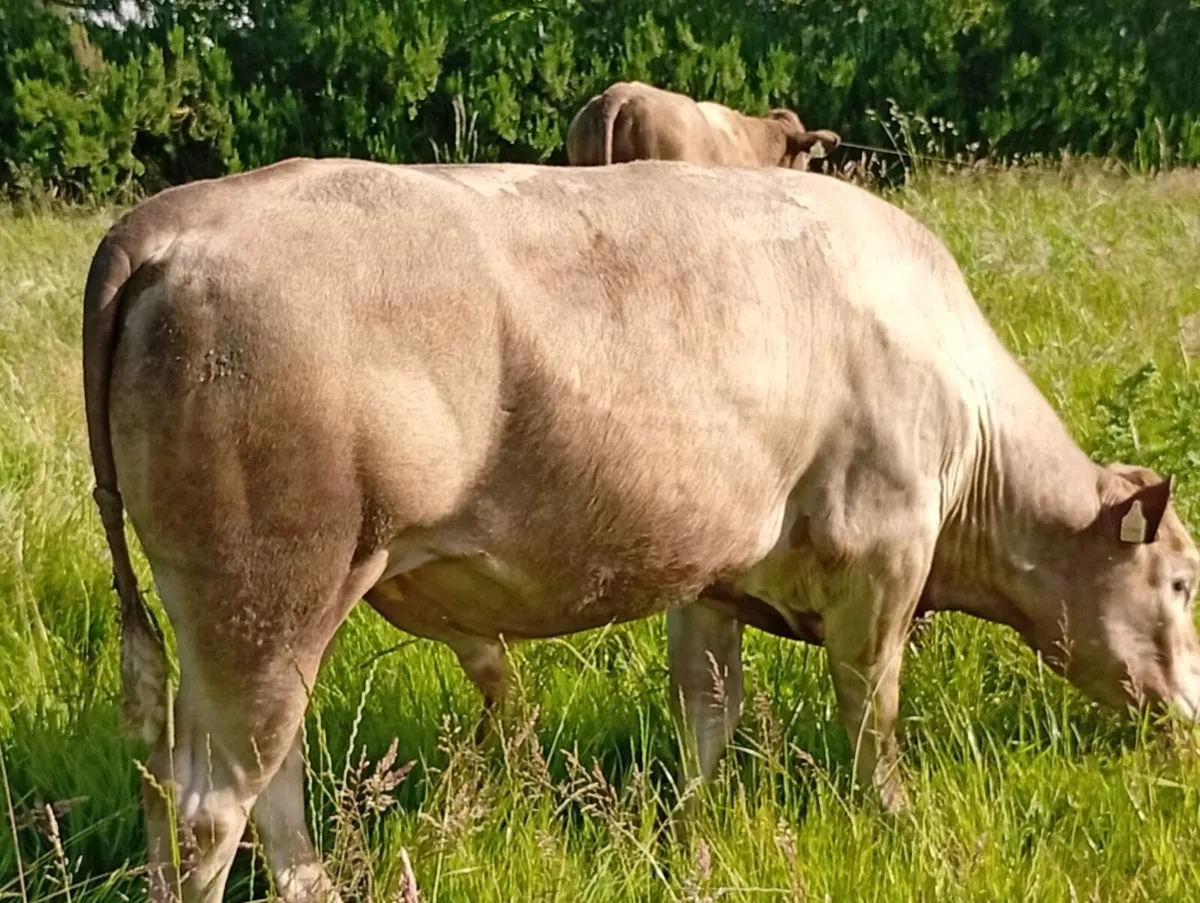 Bulls - Image 3