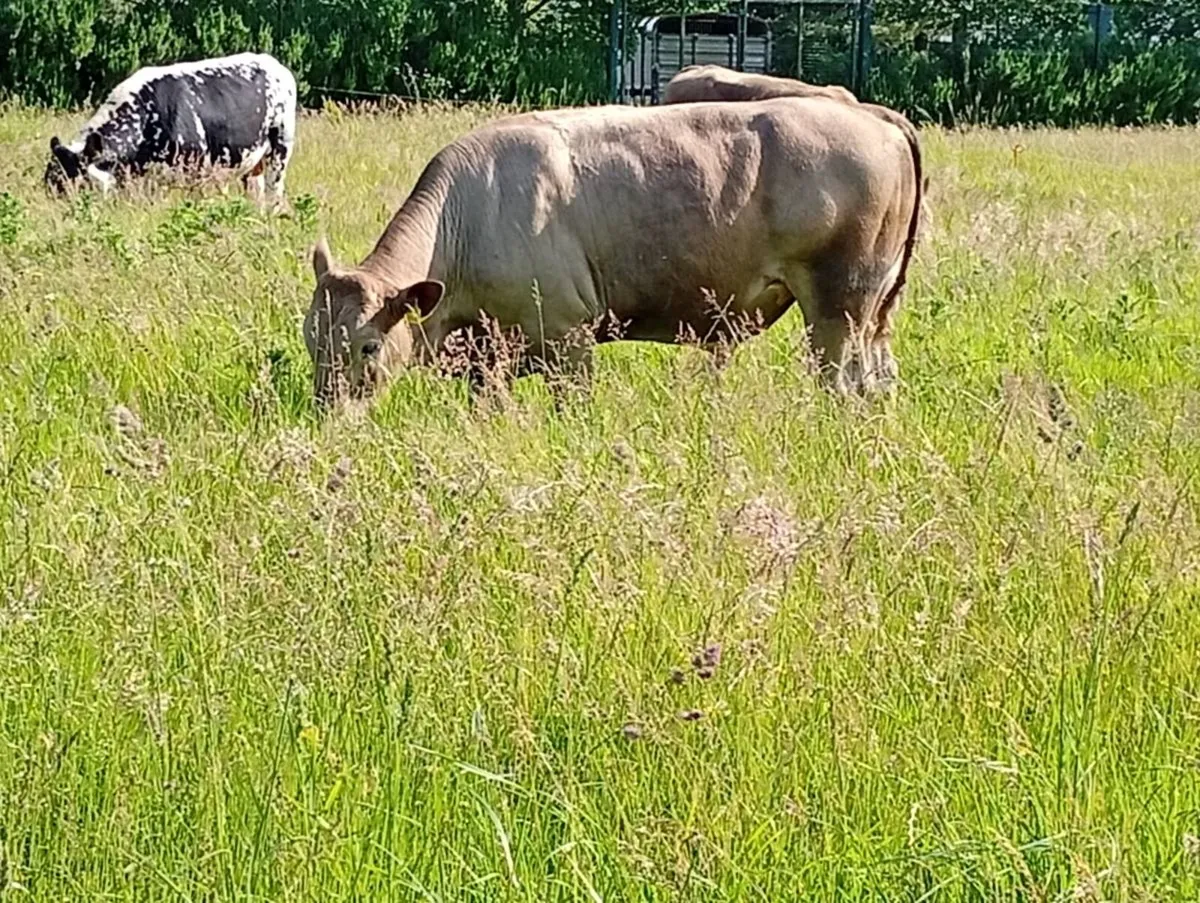 Bulls - Image 4