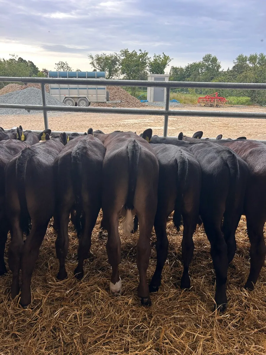 6 weaned angus bulls - Image 3