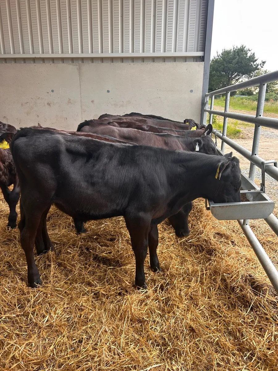 6 weaned angus bulls - Image 1