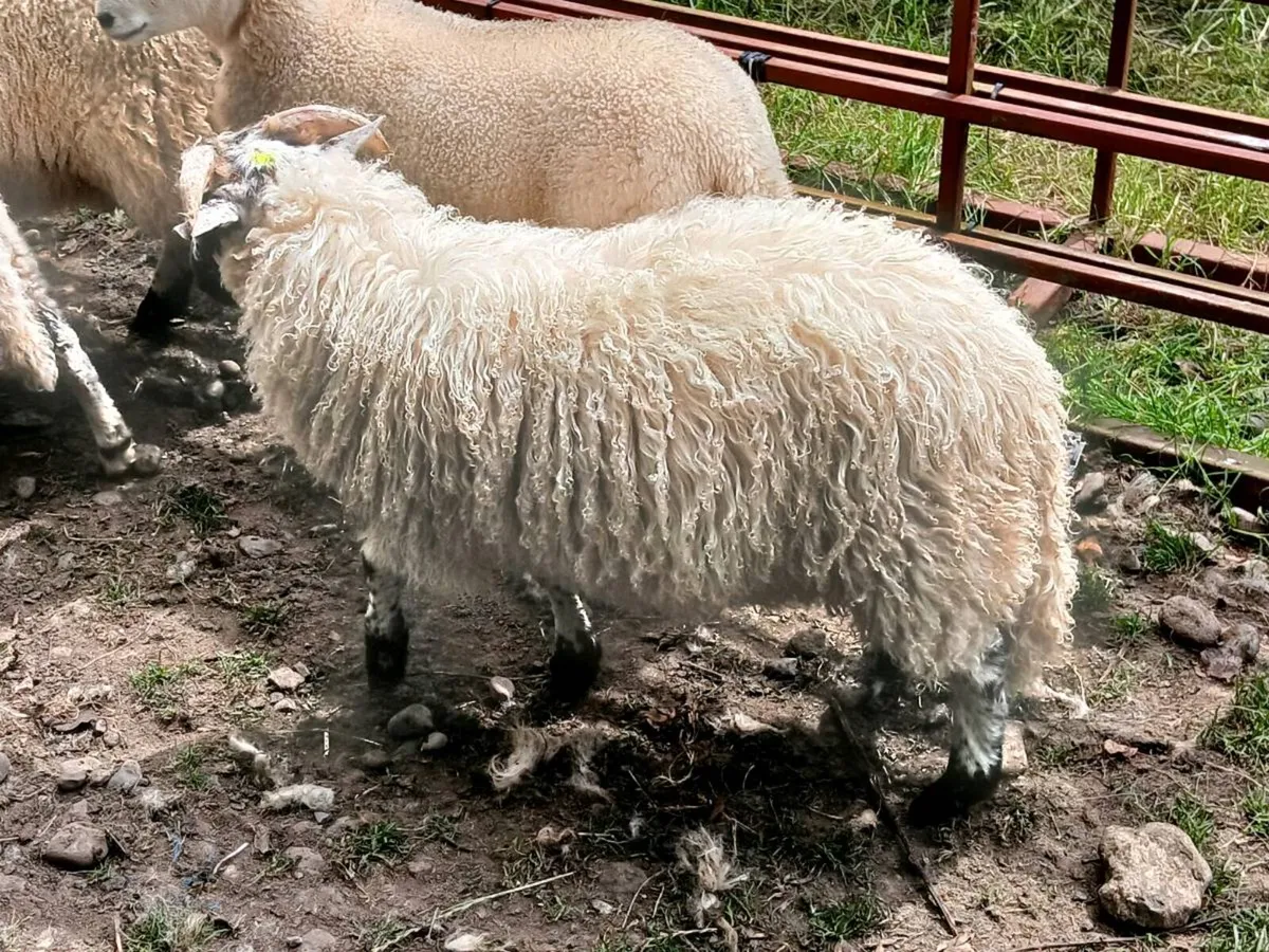 30 store lambs - Image 2
