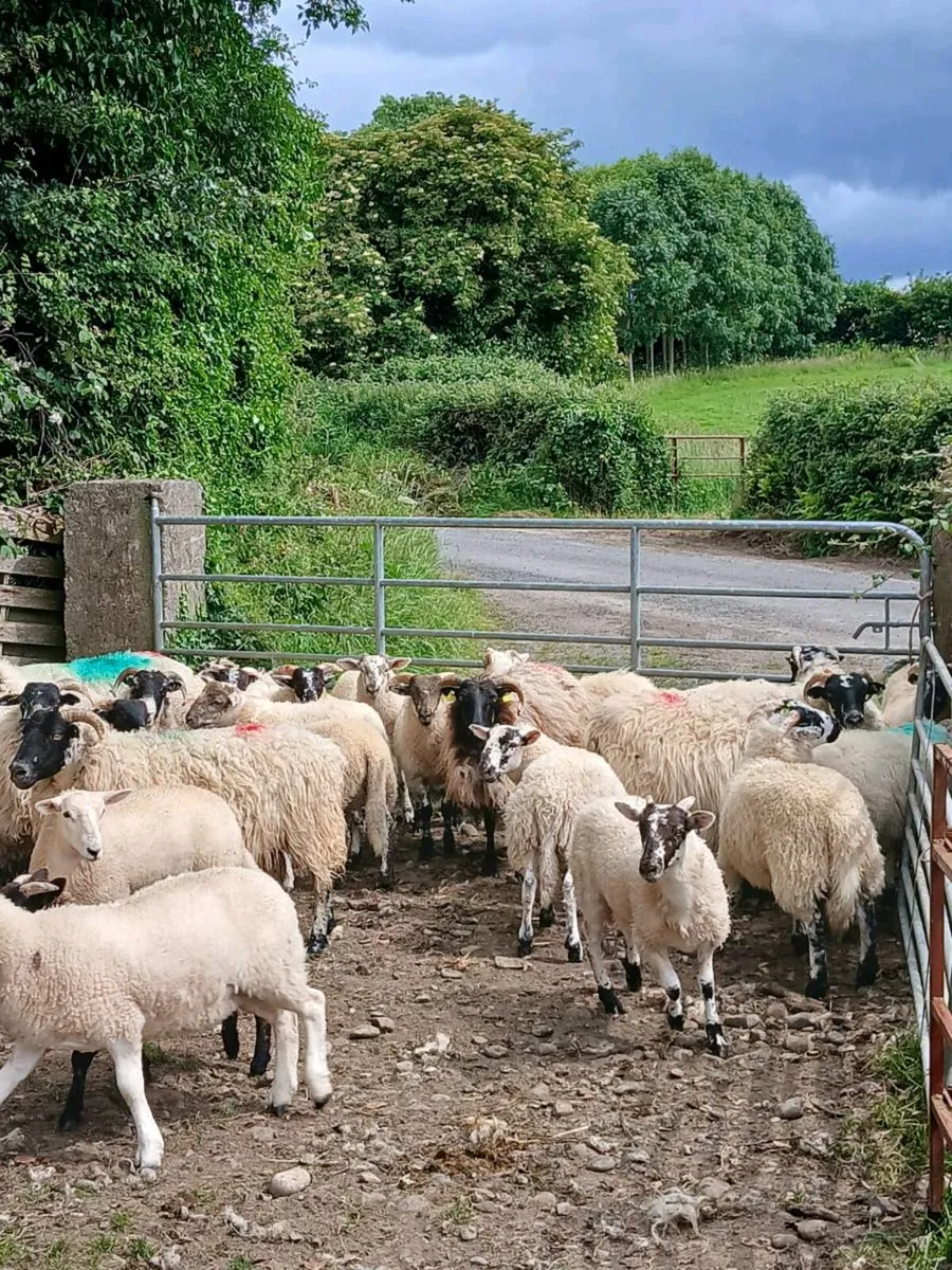 30 store lambs - Image 4