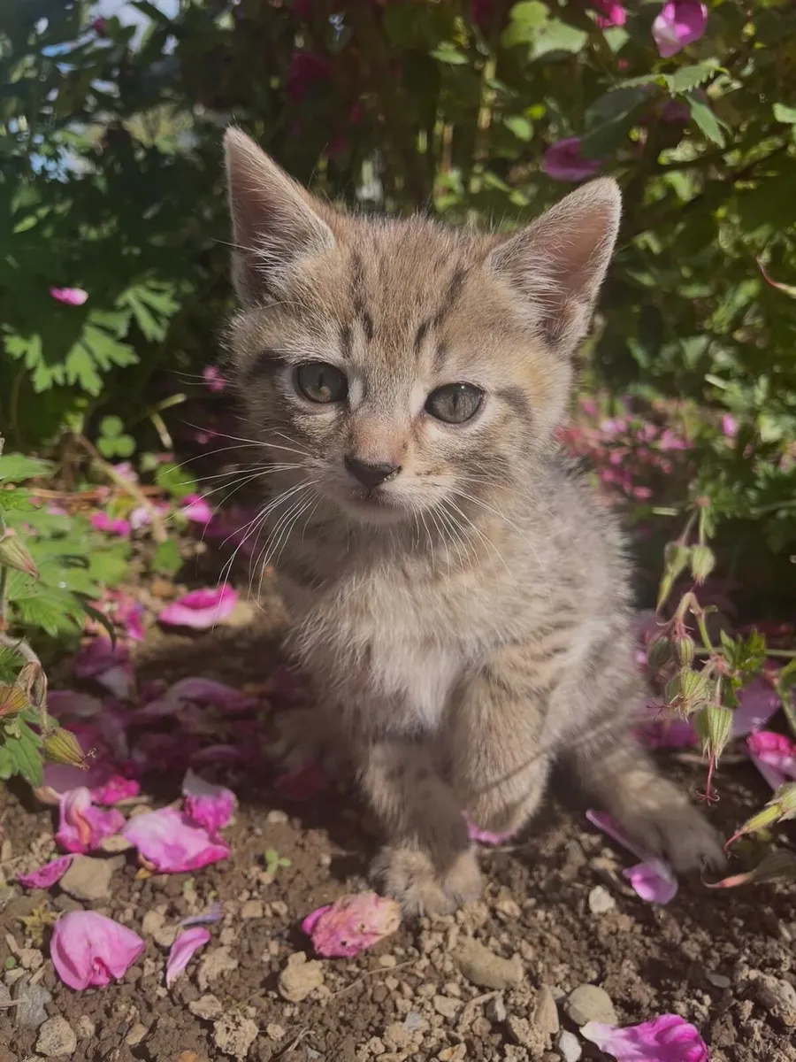 Adorable Kilkenny Kittens (5) - Image 3