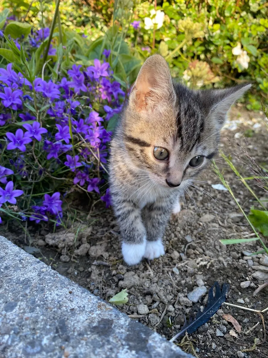 Adorable Kilkenny Kittens (5) - Image 4