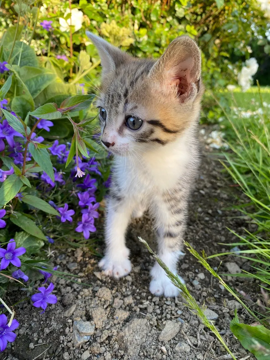 Adorable Kilkenny Kittens (5) - Image 1