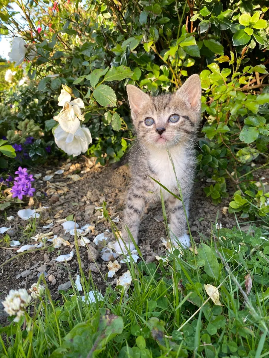 Adorable Kilkenny Kittens (only 1 left) - Image 2