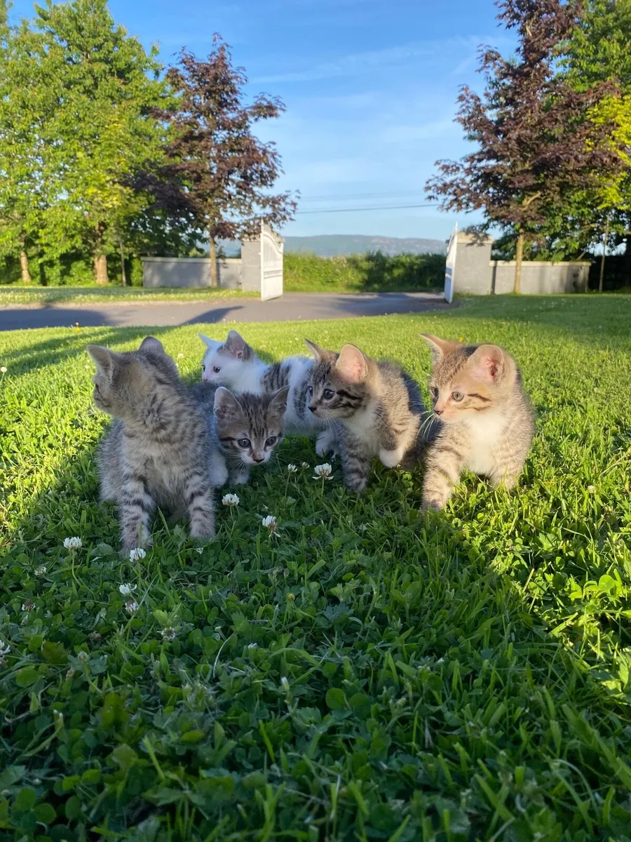 Adorable Kilkenny Kittens (only 1 left) - Image 3