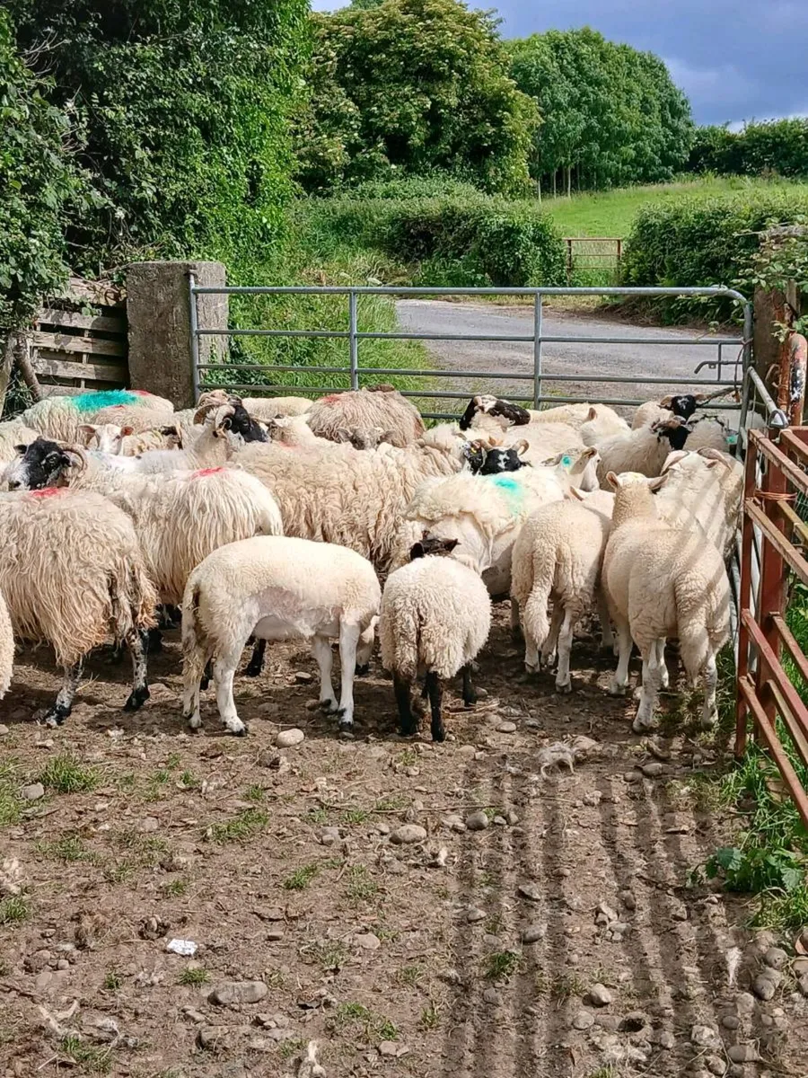 30 store lambs - Image 3