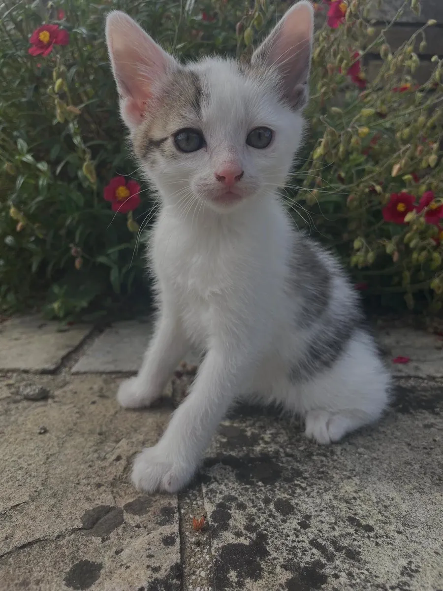 Adorable Kilkenny Kittens (5) - Image 2