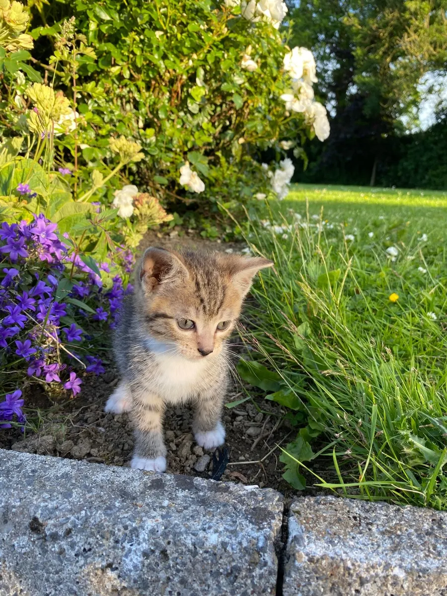 Adorable Kilkenny Kittens (only 1 left) - Image 4