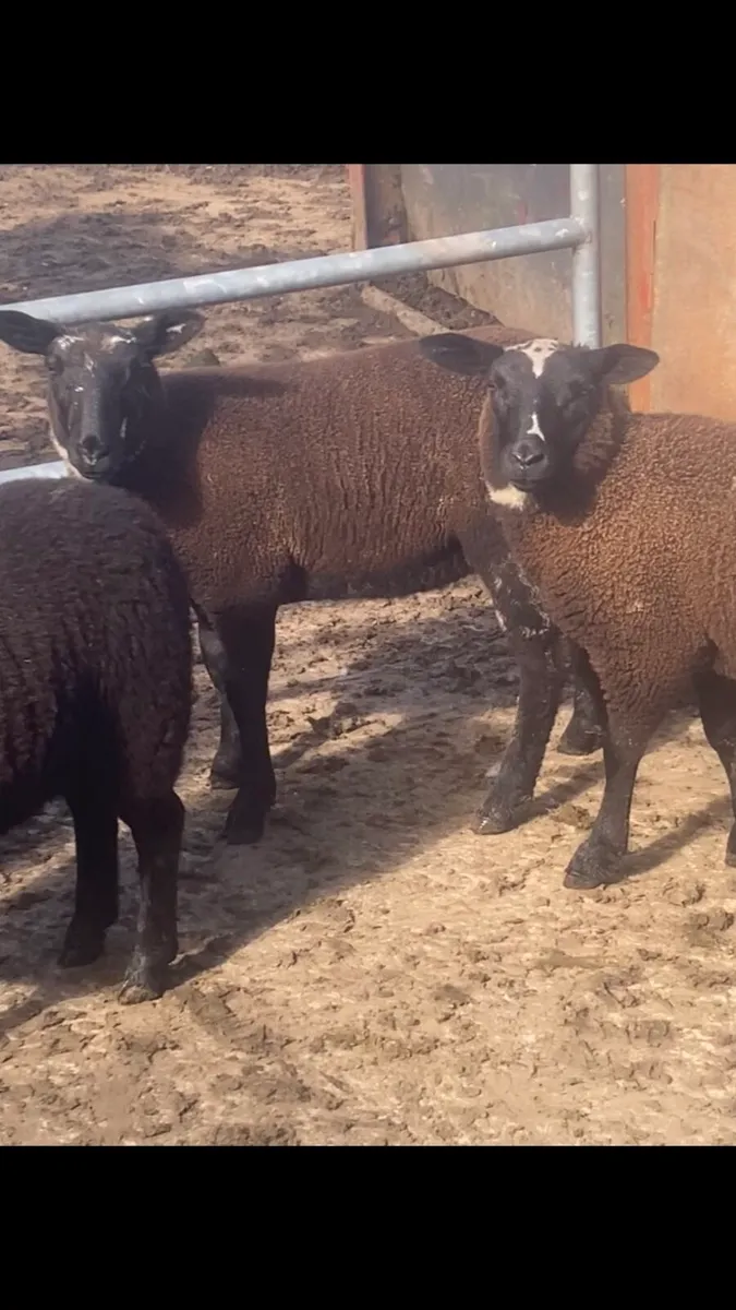 4 ewe lambs - Image 1