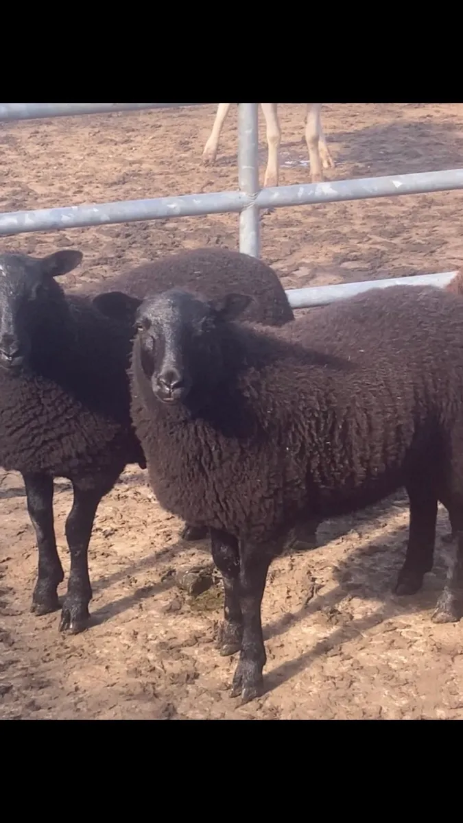 4 ewe lambs - Image 2