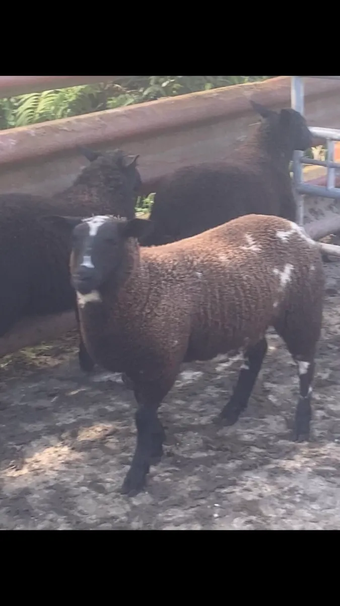 4 ewe lambs - Image 3