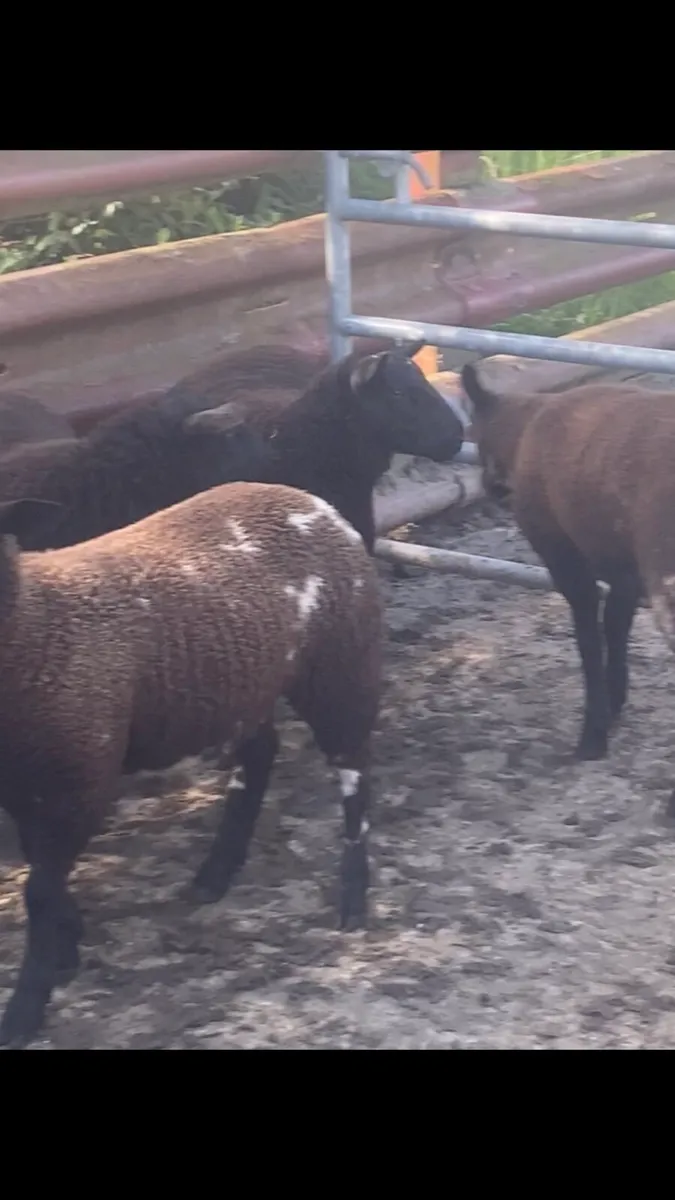4 ewe lambs - Image 4