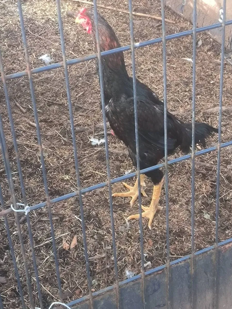 Shamo rooster 100 euro - Image 1