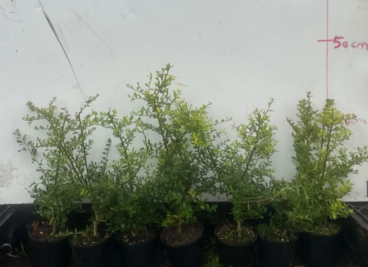 Box hedging alternative - Image 1