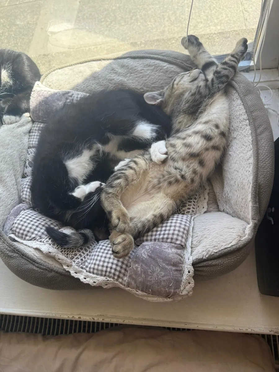 kittens - Image 2