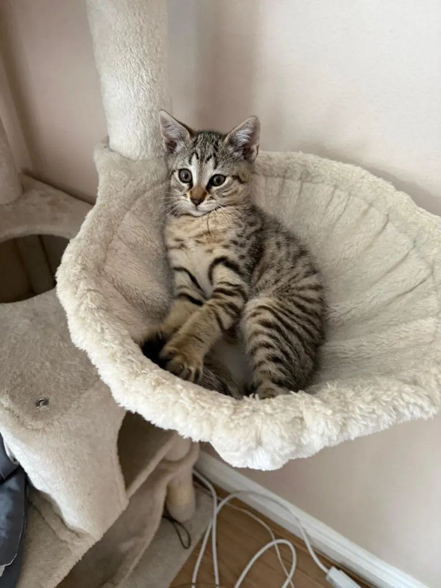 kittens - Image 4