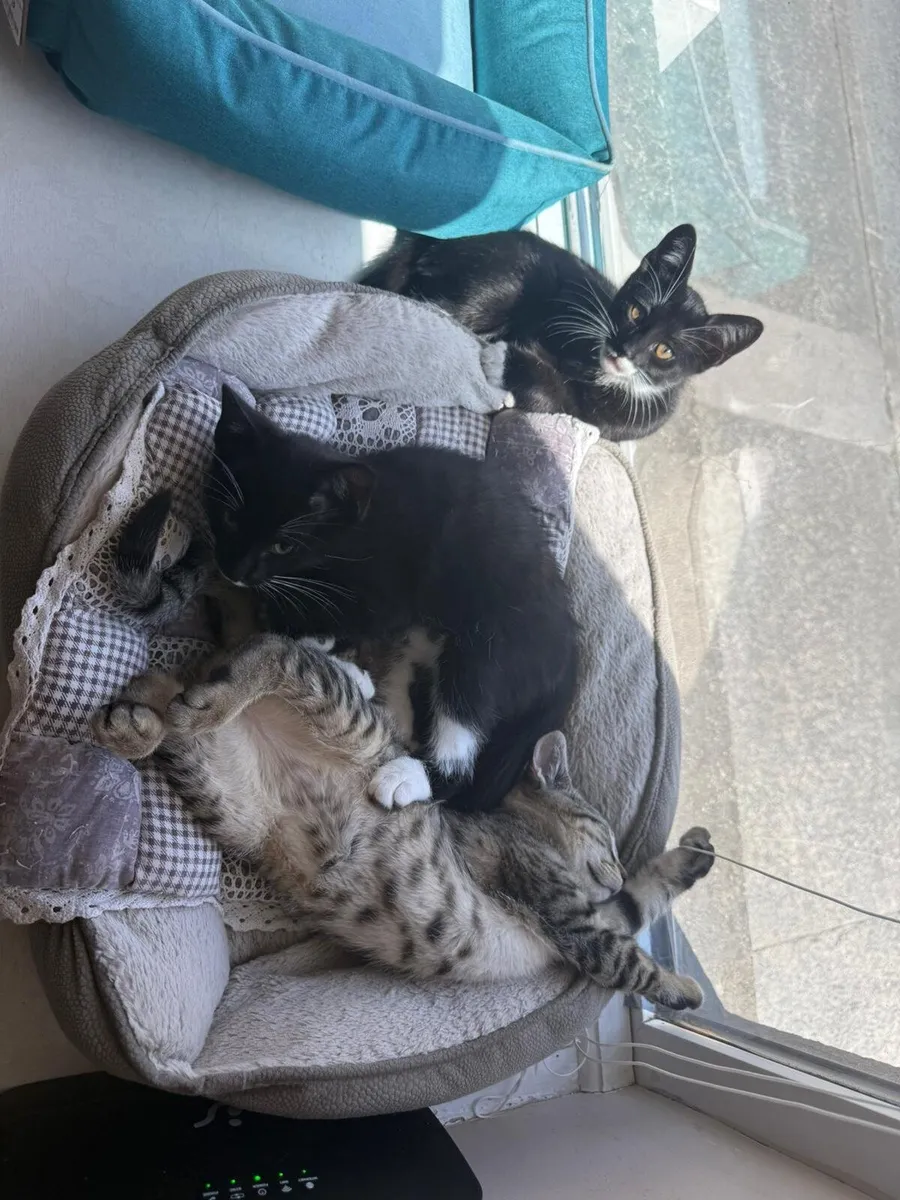 kittens - Image 3