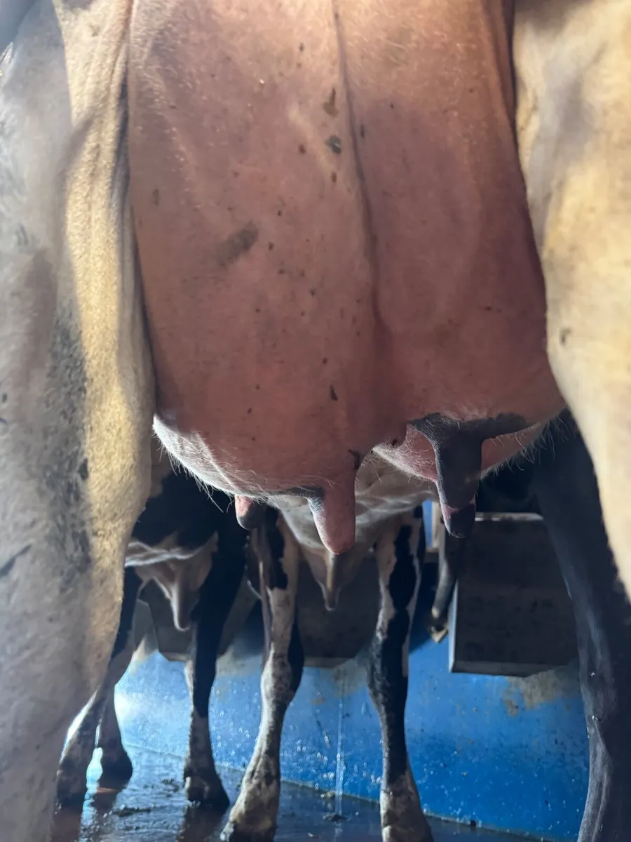 May calvers - Image 2