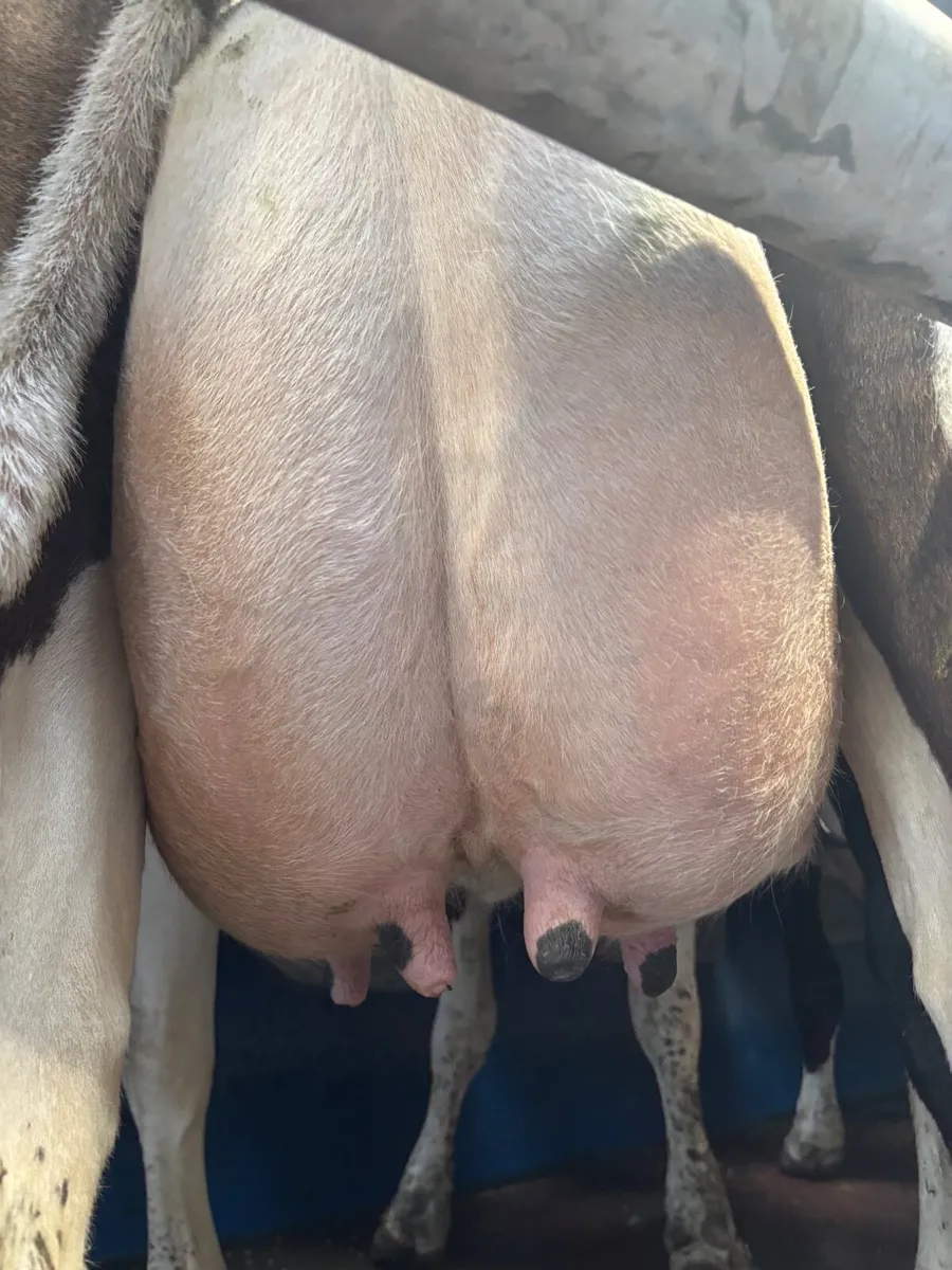 May calvers - Image 3