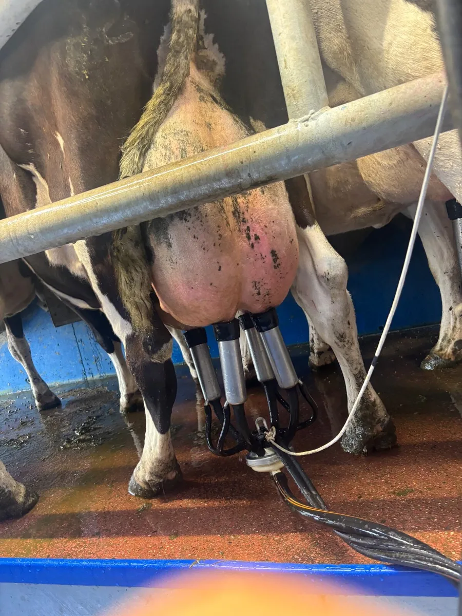 May calvers - Image 1