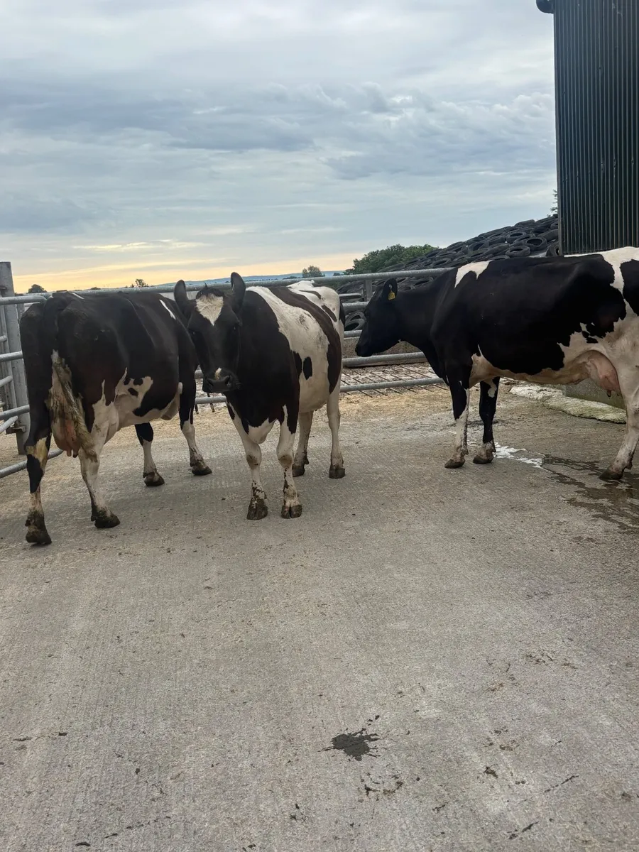 May calvers - Image 4