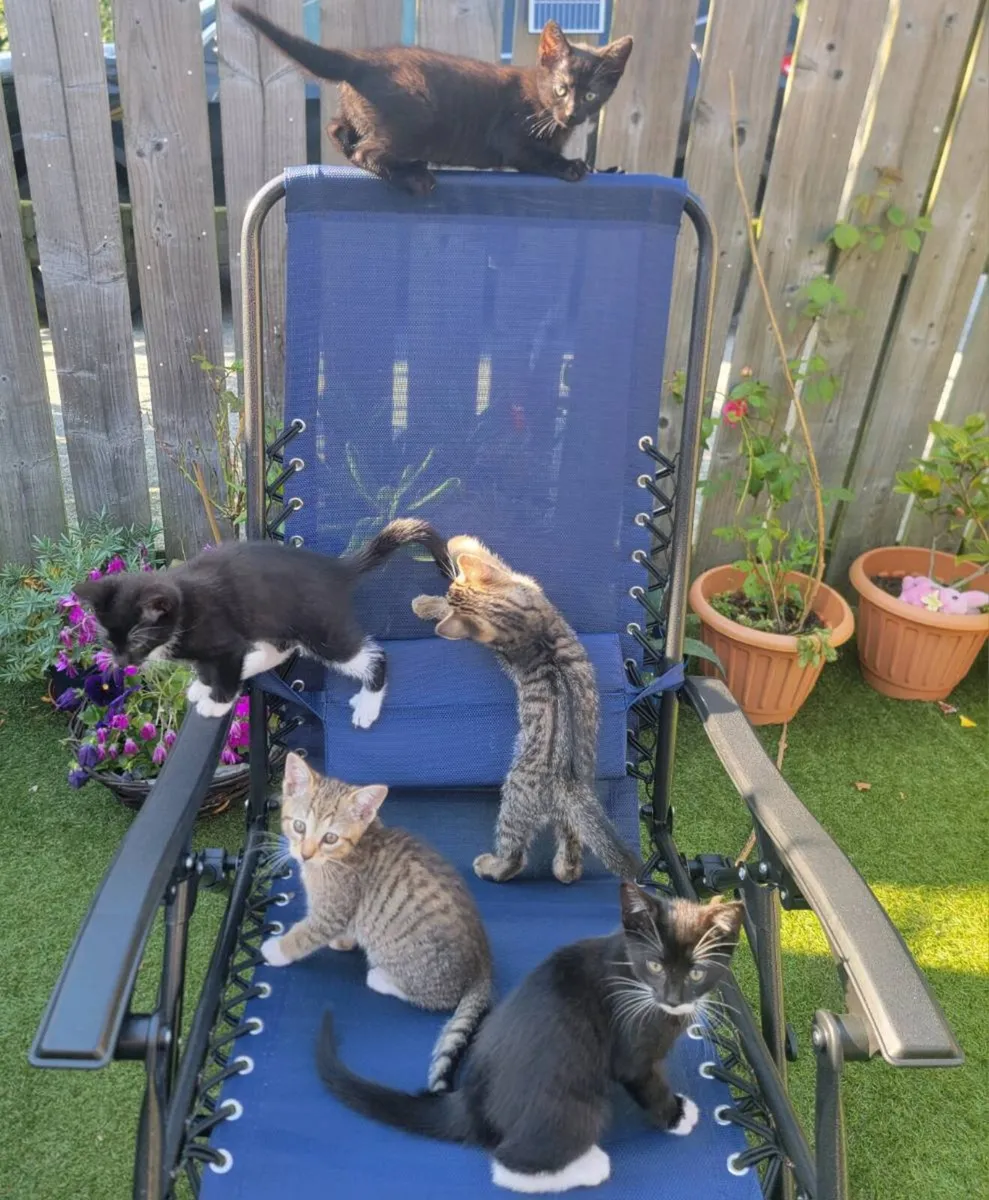 kittens - Image 1