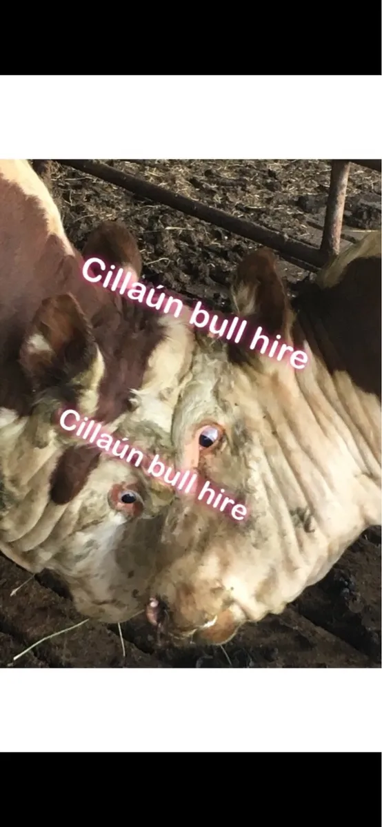 Mature Simmental Bull for Hire