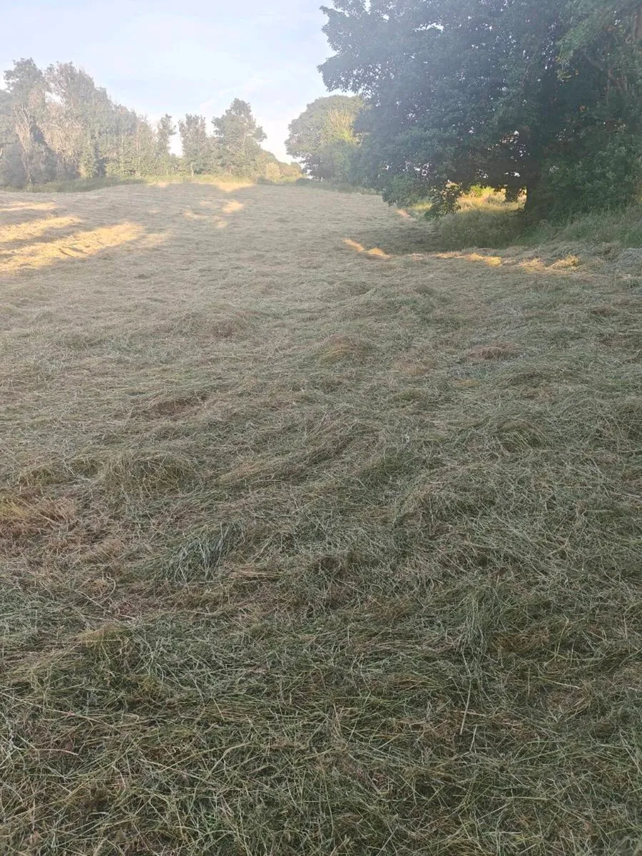 Hay square bales - Image 1