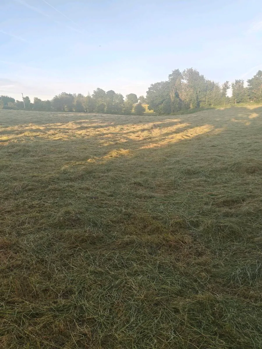 Hay square bales - Image 2
