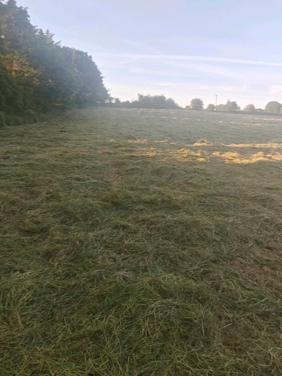 Hay square bales - Image 3