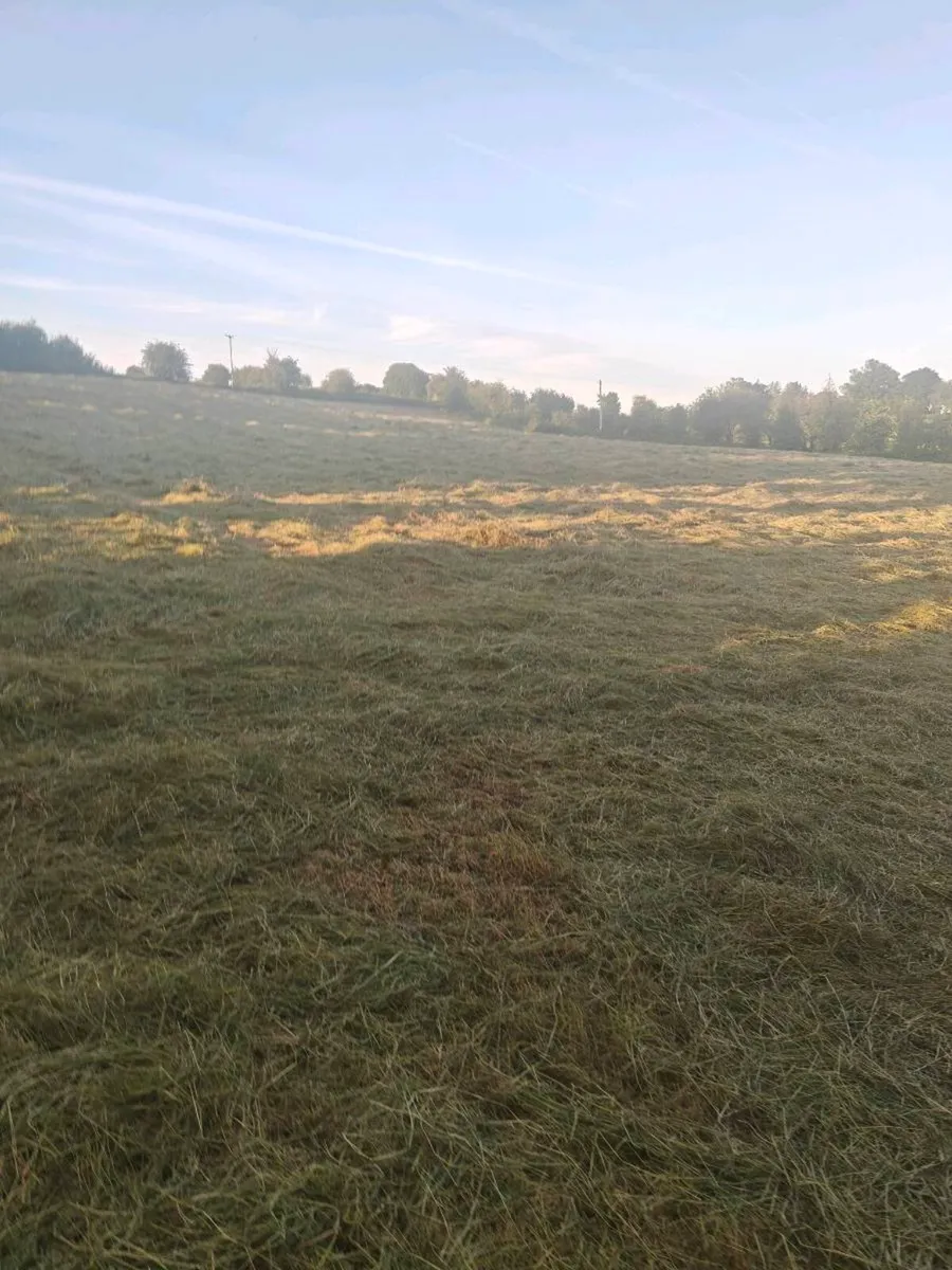 Hay square bales - Image 4