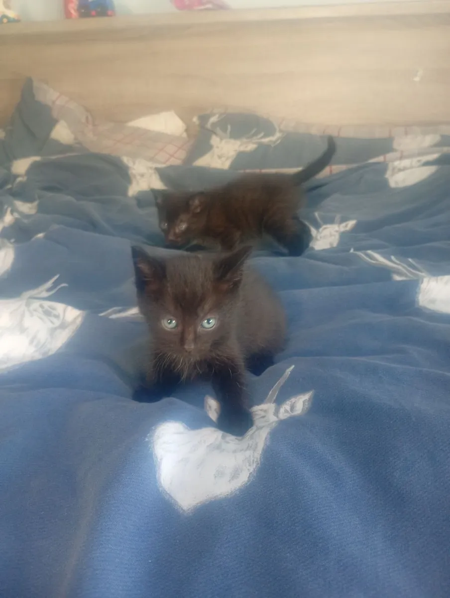 Kitten