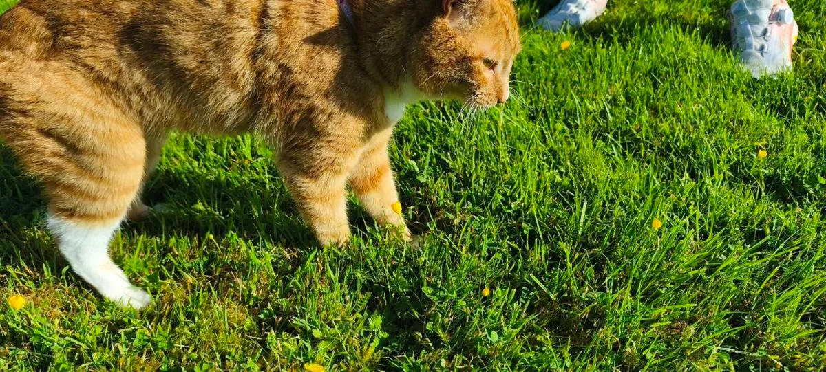 Cuddly Ginger cat - Image 1