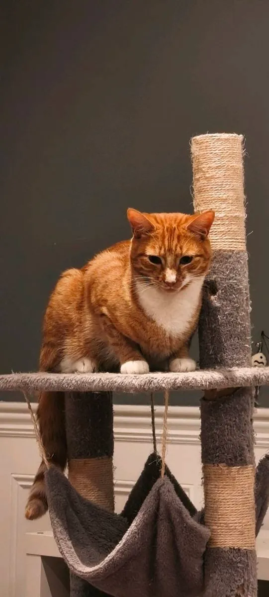 Cuddly Ginger cat - Image 3